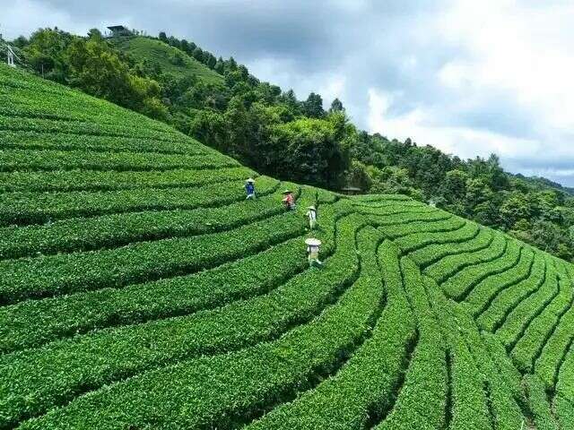 起猛了!冬天还没过完,就喝上春茶了?! brand_alt_mark