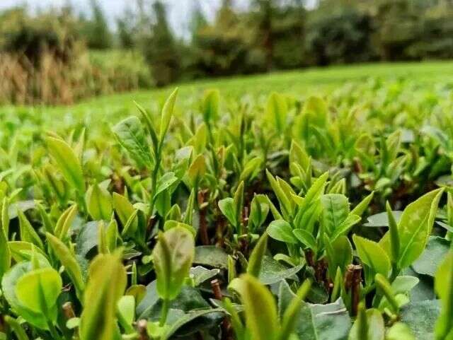 起猛了!冬天还没过完,就喝上春茶了?! brand_alt_mark