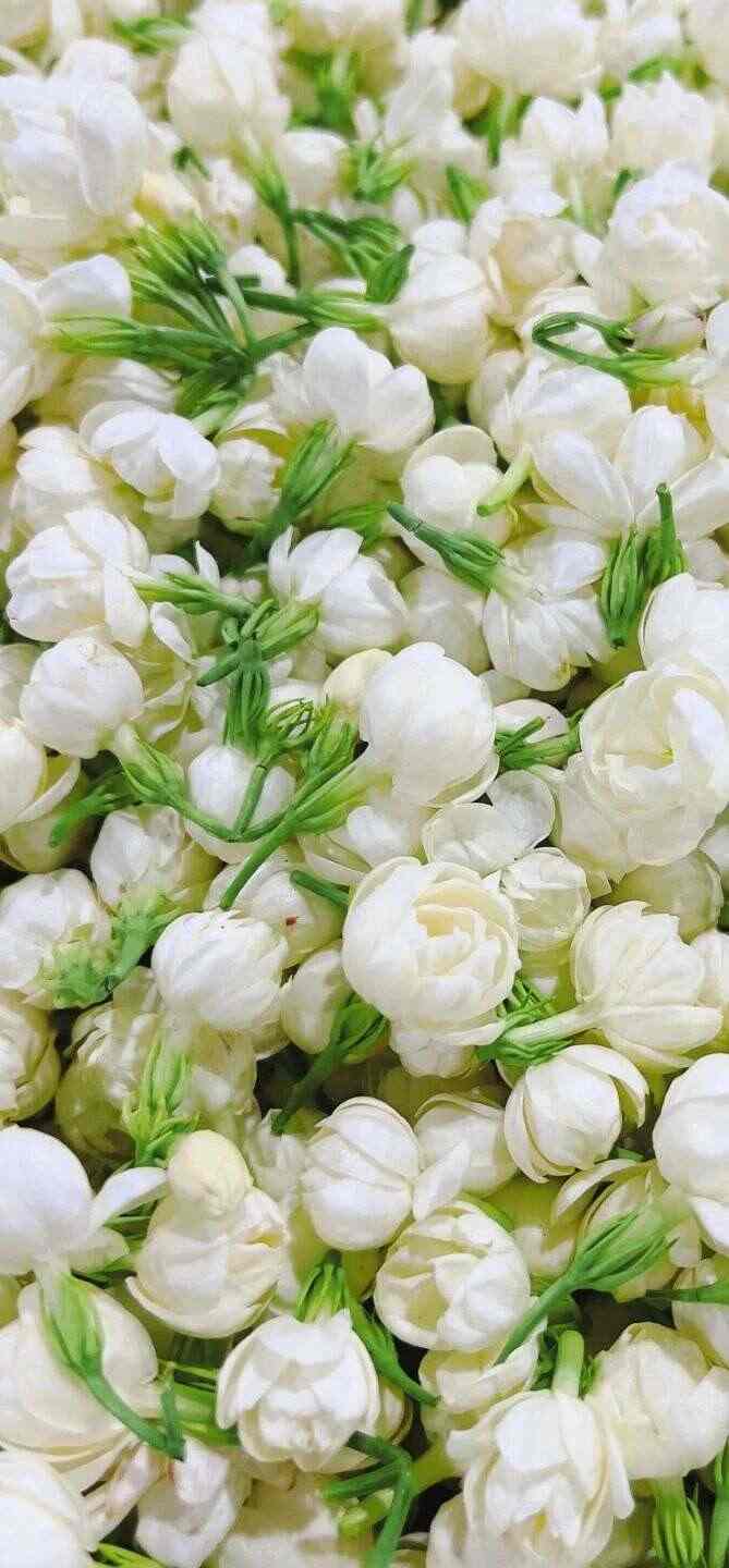 新品上市 中茶九朵茉莉 茉莉普洱熟茶加料调味茶 brand_alt_mark