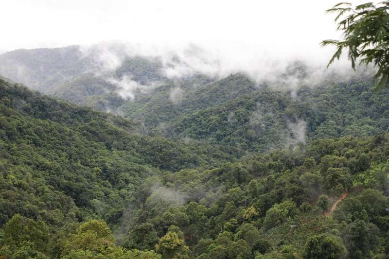 新品上市 中茶九朵茉莉 茉莉普洱熟茶加料调味茶 brand_alt_mark