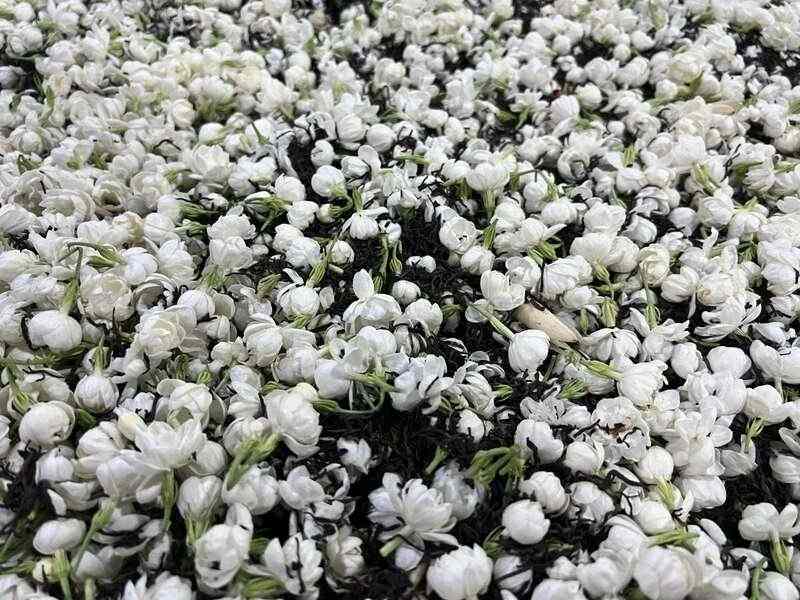 新品上市 中茶九朵茉莉 茉莉普洱熟茶加料调味茶 brand_alt_mark