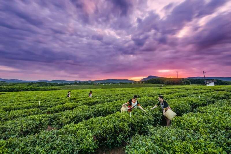 起猛了!冬天还没过完,就喝上春茶了?! brand_alt_mark