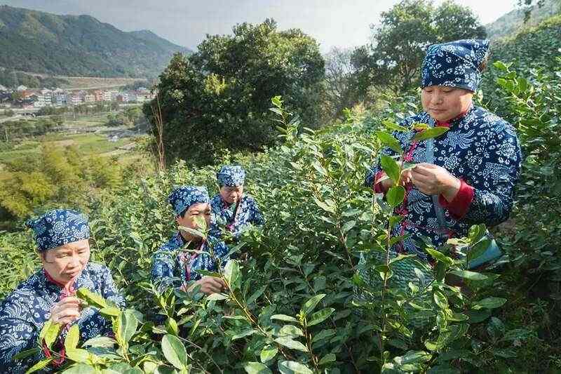 起猛了!冬天还没过完,就喝上春茶了?! brand_alt_mark
