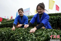 广西侗乡2025春茶开采 brand_alt_mark