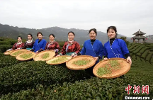 广西侗乡2025春茶开采 brand_alt_mark