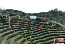 广西侗乡2025春茶开采 brand_alt_mark