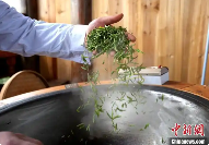 广西侗乡2025春茶开采 brand_alt_mark