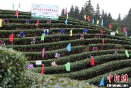 广西侗乡2025春茶开采 brand_alt_mark