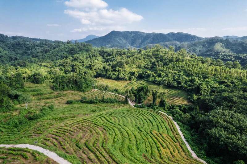 茶业可持续发展战略的机遇与挑战及前景解析 brand_alt_mark