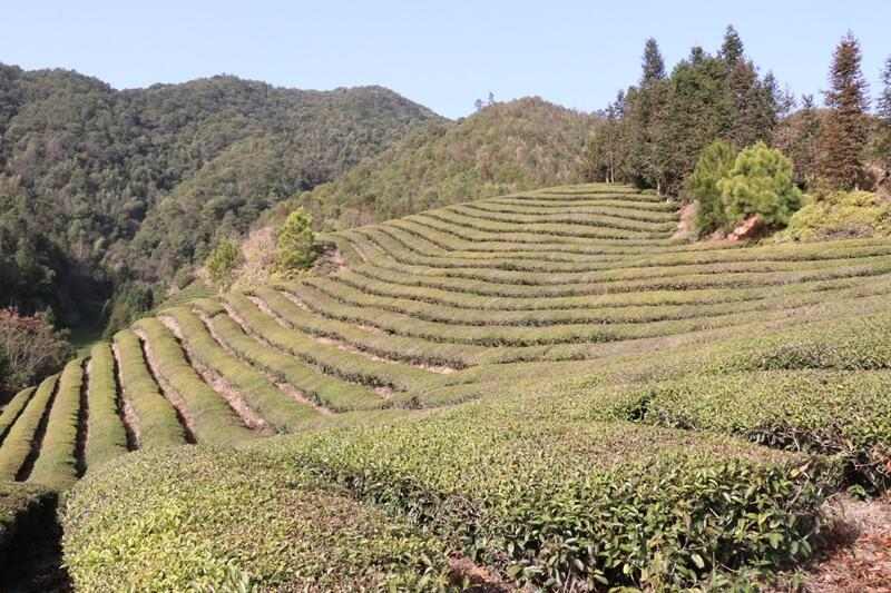 无人机春季管理促进欧标茶园增产增效 brand_alt_mark