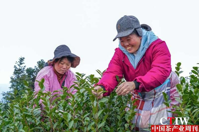 贵州茶园丰收带动致富 金融支持茶产业发展显成效 brand_alt_mark