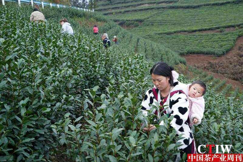 贵州茶园丰收带动致富 金融支持茶产业发展显成效 brand_alt_mark
