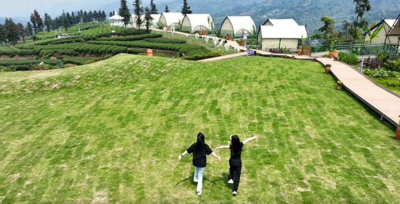 五星级现代农业园区:藏茶产业链与茶旅融合发展典范 brand_alt_mark