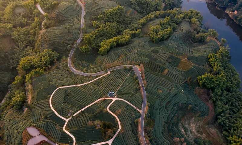 五星级现代农业园区:藏茶产业链与茶旅融合发展典范 brand_alt_mark