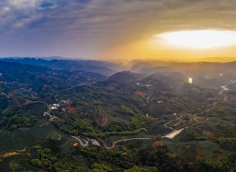 五星级现代农业园区:藏茶产业链与茶旅融合发展典范 brand_alt_mark