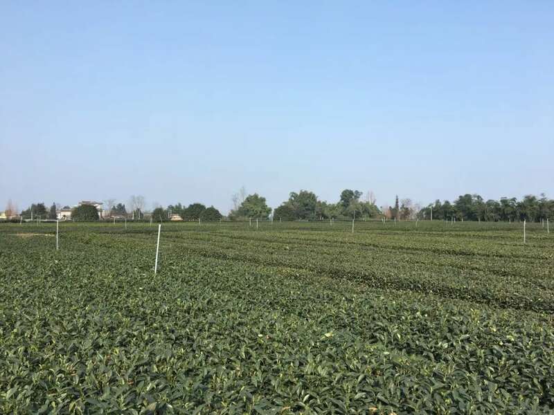 五星级现代农业园区:藏茶产业链与茶旅融合发展典范 brand_alt_mark