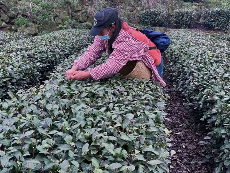 四川春茶开采助农增收 助力乡村产业振兴致富路 brand_alt_mark