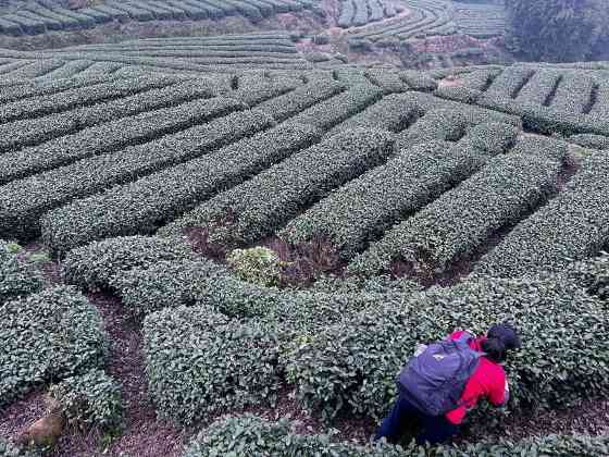 四川春茶开采助农增收 助力乡村产业振兴致富路 brand_alt_mark