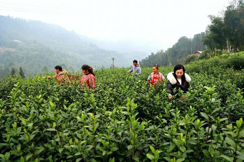 四川春茶开采助农增收 助力乡村产业振兴致富路 brand_alt_mark