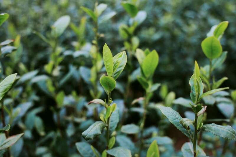 四川春茶开采助农增收 助力乡村产业振兴致富路 brand_alt_mark