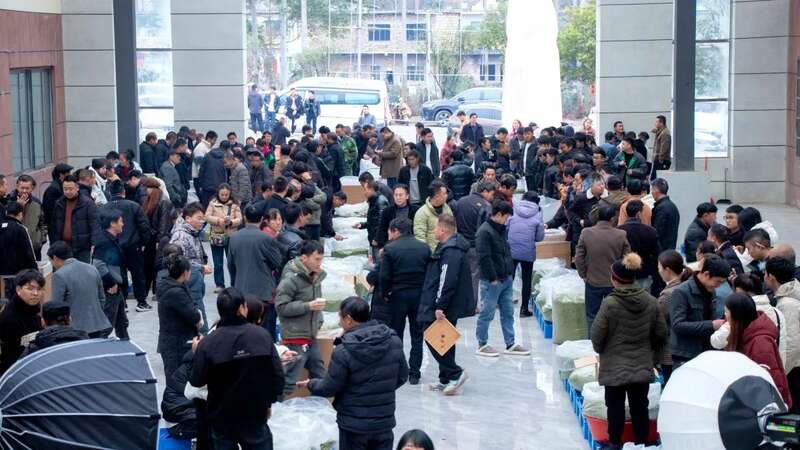 中国早茶交易中心开市 助力黔西南春茶走向全国 brand_alt_mark