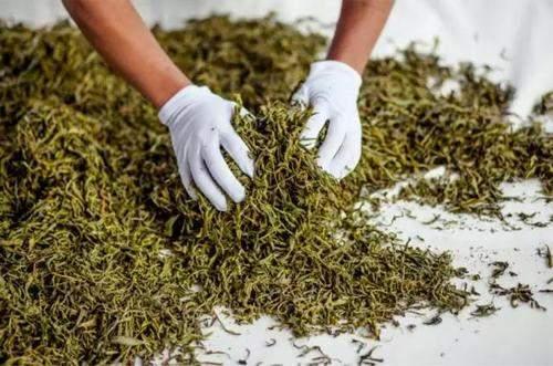 普洱茶苦酸涩味成因解析 土壤工艺影响品质