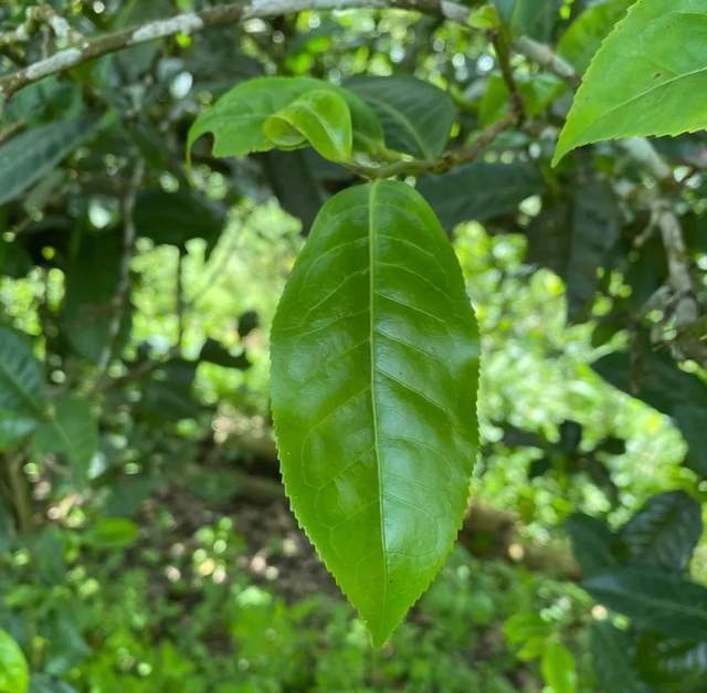 普洱茶苦酸涩味成因解析 土壤工艺影响品质