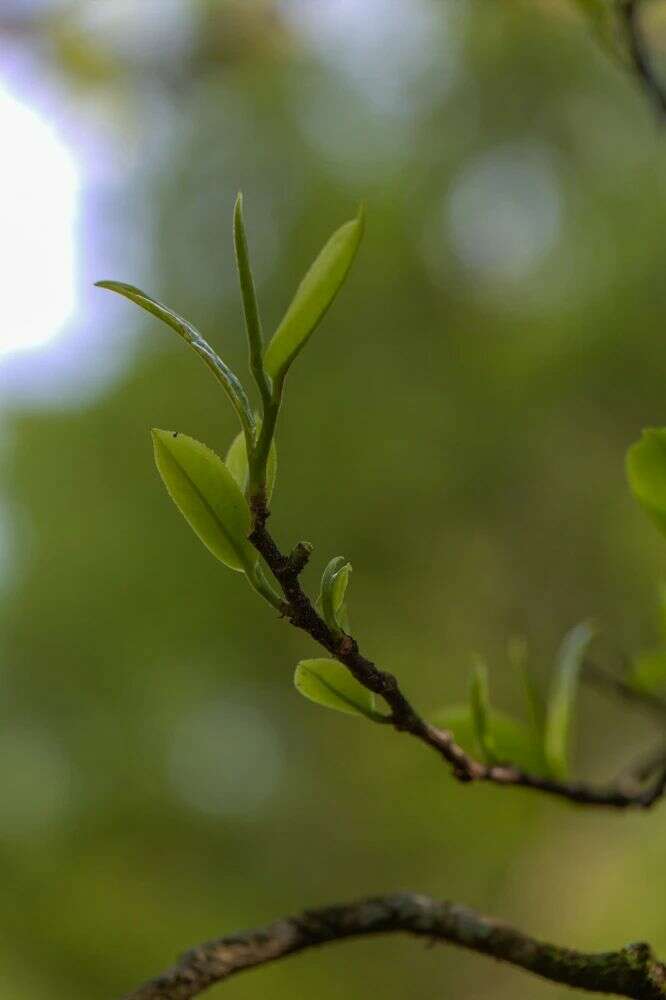 宫廷熟普制作小青柑的独特优势与品质特点 brand_alt_mark