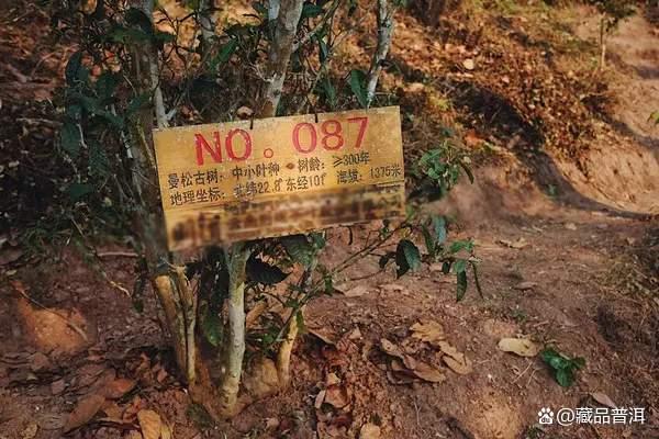 普洱茶五大核心产地解析：老班章霸气冰岛甜润各具特色