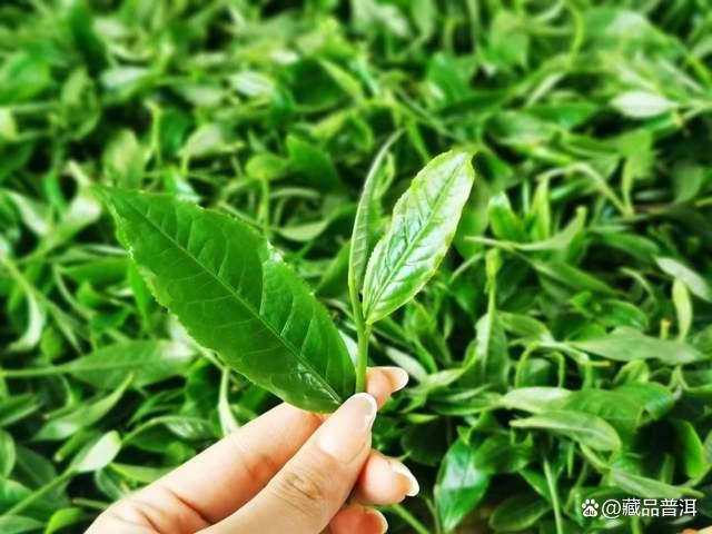 普洱熟茶口感薄的原因分析 影响茶汤厚薄度的四大关键因素