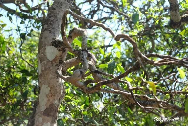 普洱茶为什么越陈越香?适合长期收藏的关键要素解析 普洱茶为什么越陈越香?适合长期收藏的关键要素解析