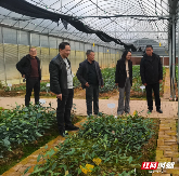 广东省茶叶研究所专家赴汝城指导白毛茶选育工作 brand_alt_mark