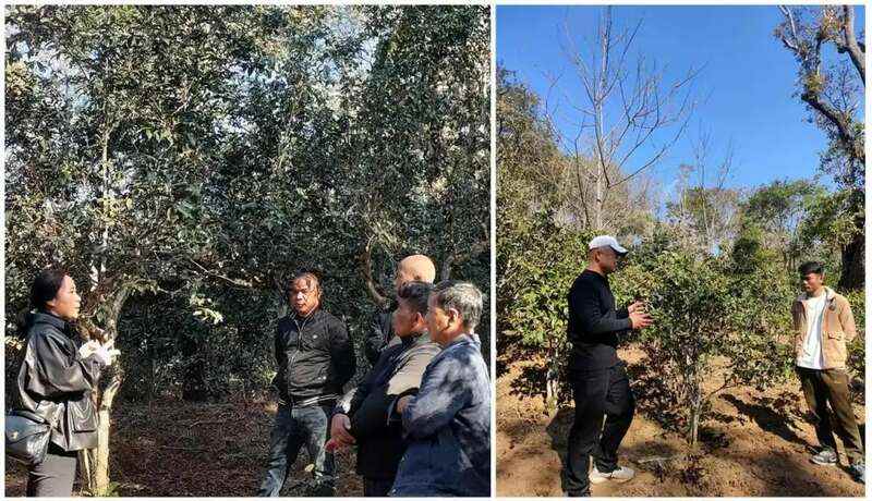 景迈山开展古茶林保护培训 提升茶农管护技能促产业发展 brand_alt_mark