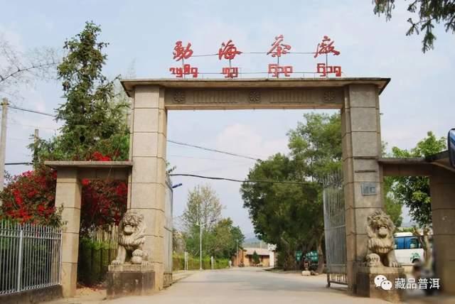 勐海茶厂定制茶三大经典系列，绿大树大白菜金银大益品鉴指南