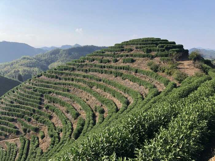 茶园行间覆盖水稻秸秆，让秸秆“变废为宝”