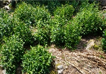 茶园行间覆盖水稻秸秆，让秸秆“变废为宝”