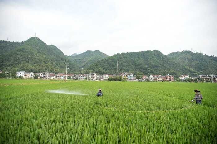 茶园行间覆盖水稻秸秆，让秸秆“变废为宝”