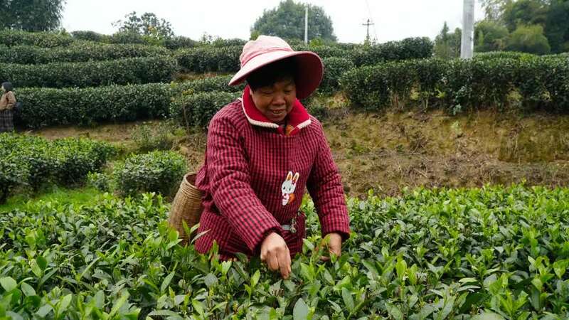 峨眉问春抢占春茶市场先机,犍为县5000亩茶园助力农民增收致富 brand_alt_mark