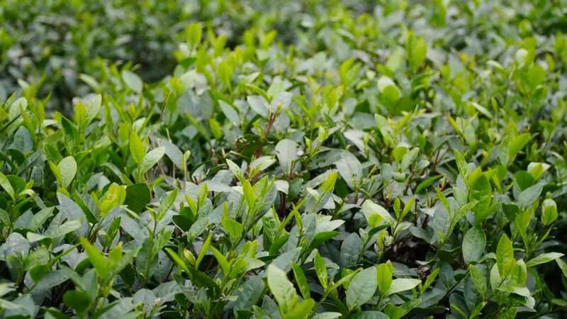 峨眉问春抢占春茶市场先机,犍为县5000亩茶园助力农民增收致富 brand_alt_mark