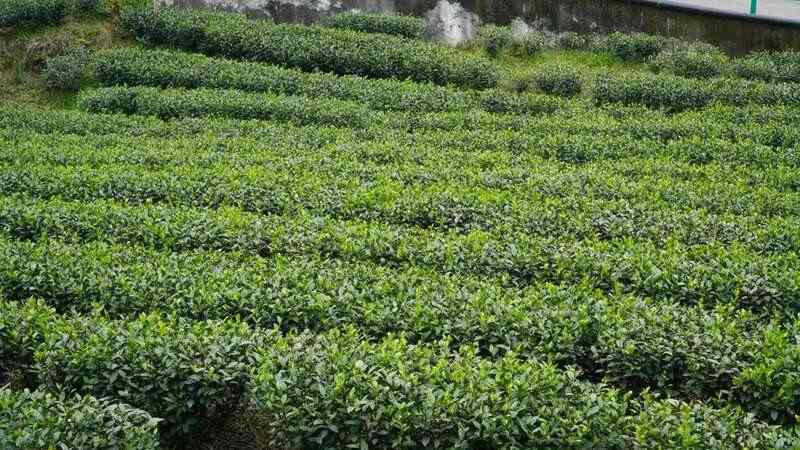 峨眉问春抢占春茶市场先机,犍为县5000亩茶园助力农民增收致富 brand_alt_mark