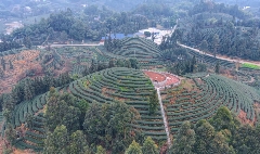 峨眉问春抢占春茶市场先机,犍为县5000亩茶园助力农民增收致富 brand_alt_mark