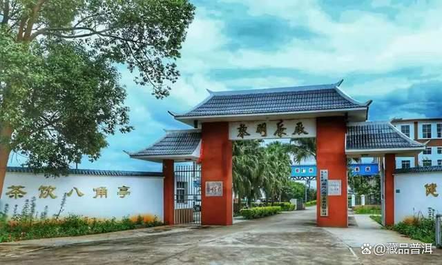 2003年黎明茶厂早春乔木圆茶深度解析，勐海古树茶的收藏价值