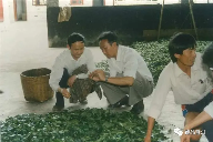 7581熟茶传奇：昆明茶厂经典普洱茶的诞生与复兴之路