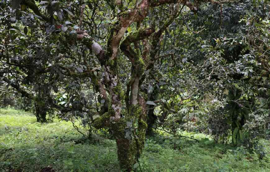 普洱茶收藏指南:四个标准判断茶叶品质价值 普洱茶收藏指南:四个标准判断茶叶品质价值