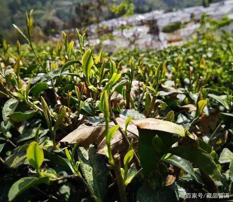 从绿茶到普洱茶：一位茶叶世家的三十年品茶心路历程