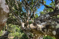 八角亭老班章古树青饼60周年纪念版 普洱茶巅峰之作 brand_alt_mark