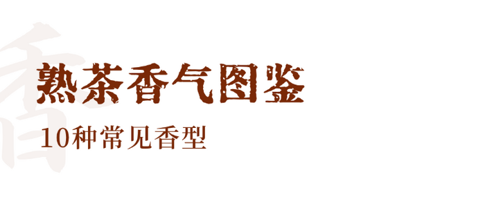 普洱熟茶十大香型全解析:陈香樟香枣香等品鉴指南 解码熟普香气图鉴 读懂经典【陈香】