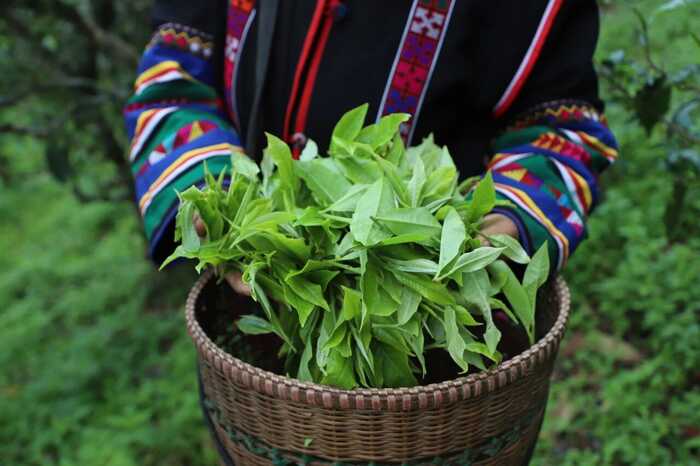 普洱熟茶十大香型全解析:陈香樟香枣香等品鉴指南 解码熟普香气图鉴 读懂经典【陈香】