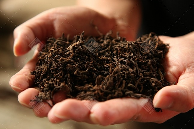 普洱熟茶十大香型全解析:陈香樟香枣香等品鉴指南 解码熟普香气图鉴 读懂经典【陈香】