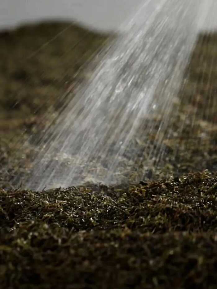 传统大堆 VS 现代小堆? 普洱熟茶的微生物博弈与风味抉择